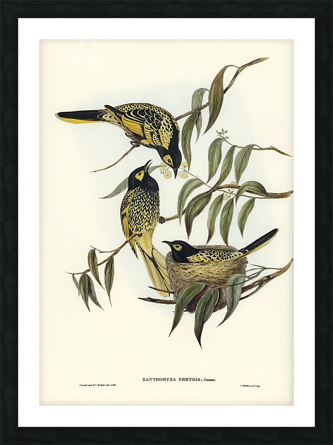 Warty-faced Honey-eater Zanthomyza Phrygia illustrated by Elizabeth Gould 1804–1841 for John Gould’s 1804-1881 Birds of Australia  Picture Frame print