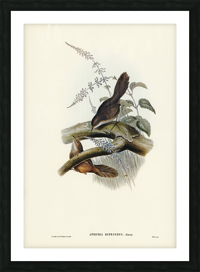 Rufescent Scrub-Bird Atrichia rufescens illustrated by Elizabeth Gould 1804–1841 for John Gould’s 1804-1881 Birds of Australia  Picture Frame print