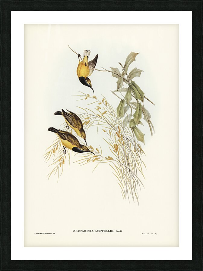 Australian Sun-bird Nectarinia australis illustrated by Elizabeth Gould 1804–1841 for John Gould’s 1804-1881 Birds of Australia  Picture Frame print