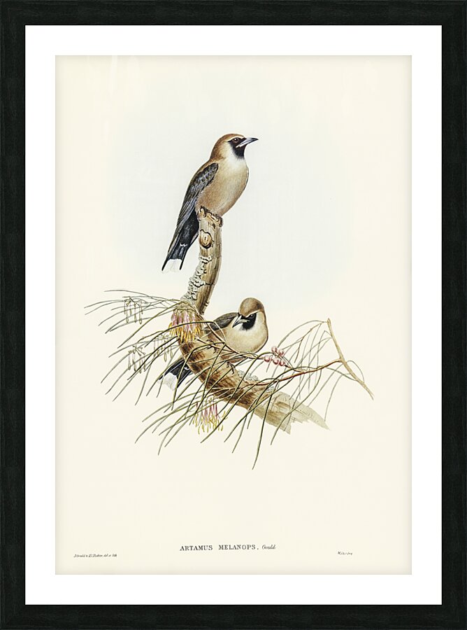 Black-faced Wood-Swallow Artamus melanops illustrated by Elizabeth Gould 1804–1841 for John Gould’s 1804-1881 Birds of Australia  Picture Frame print