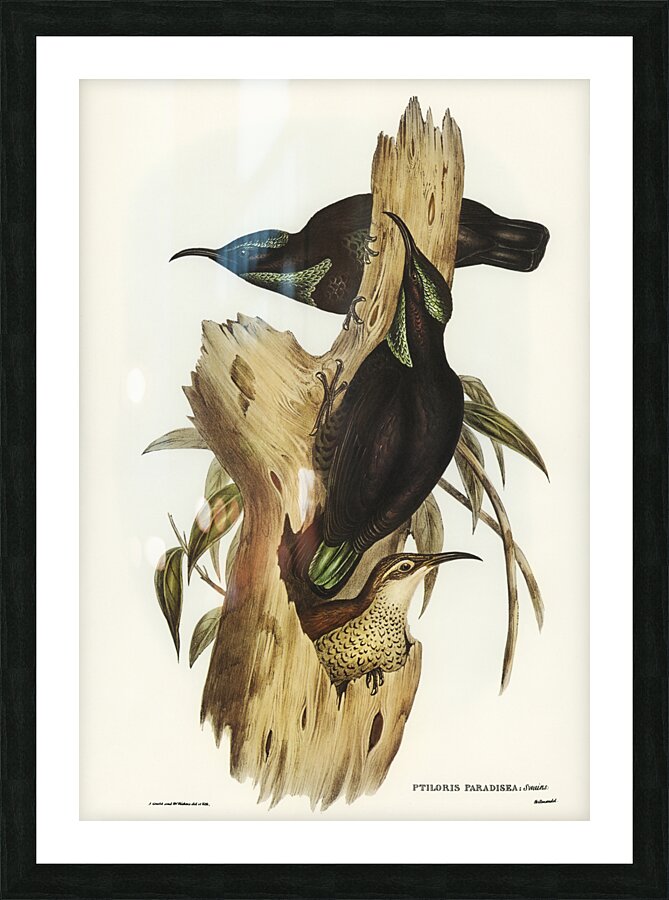 Rifle Bird Ptiloris paradiseus illustrated by Elizabeth Gould 1804–1841 for John Gould’s 1804-1881 Birds of Australia  Picture Frame print