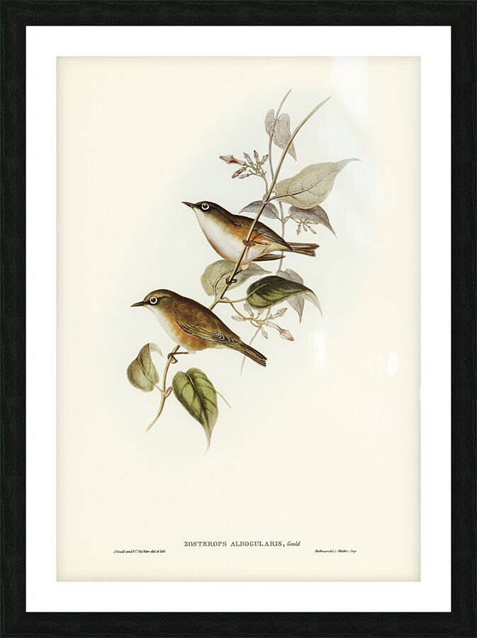 White-breasted Zosterops Zosterops albogularis illustrated by Elizabeth Gould 1804–1841 for John Gould’s 1804-1881 Birds of Australia  Picture Frame print