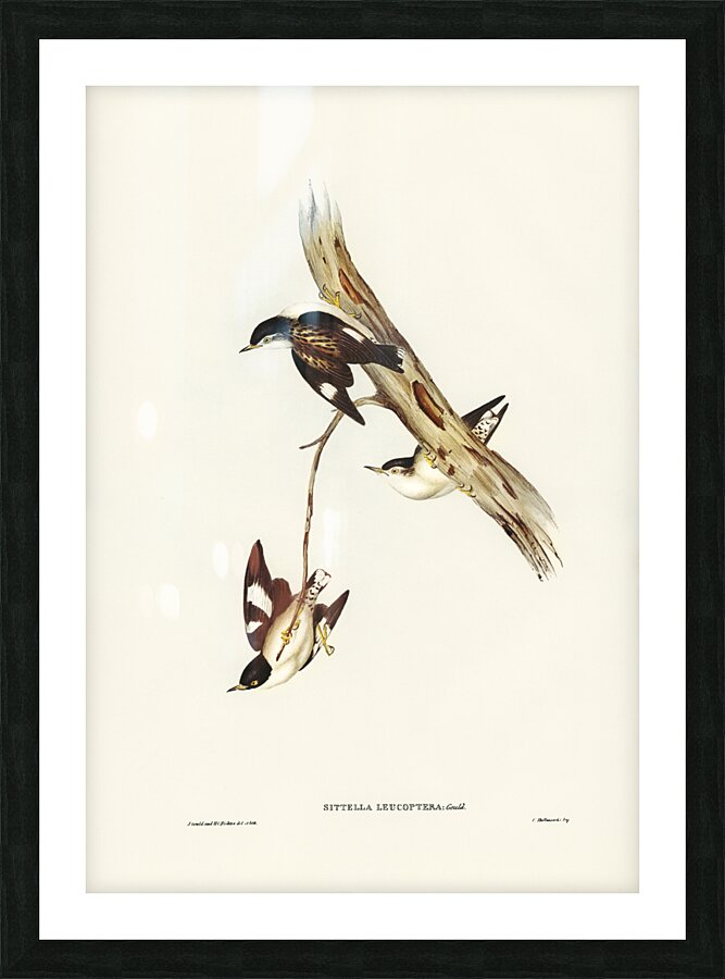 White-breasted Zosterops Zosterops albogularis illustrated by Elizabeth Gould 1804–1841 for John Gould’s 1804-1881 Birds of Australia  Picture Frame print