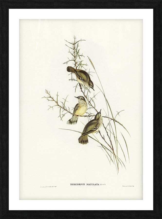 Spotted Sericornis Sericornis maculatus illustrated by Elizabeth Gould 1804–1841 for John Gould’s 1804-1881 Birds of Australia  Picture Frame print