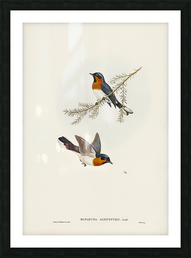 White-bellied Flycatcher Monarcha albiventris illustrated by Elizabeth Gould 1804–1841 for John Gould’s 1804-1881 Birds of Australia  Picture Frame print