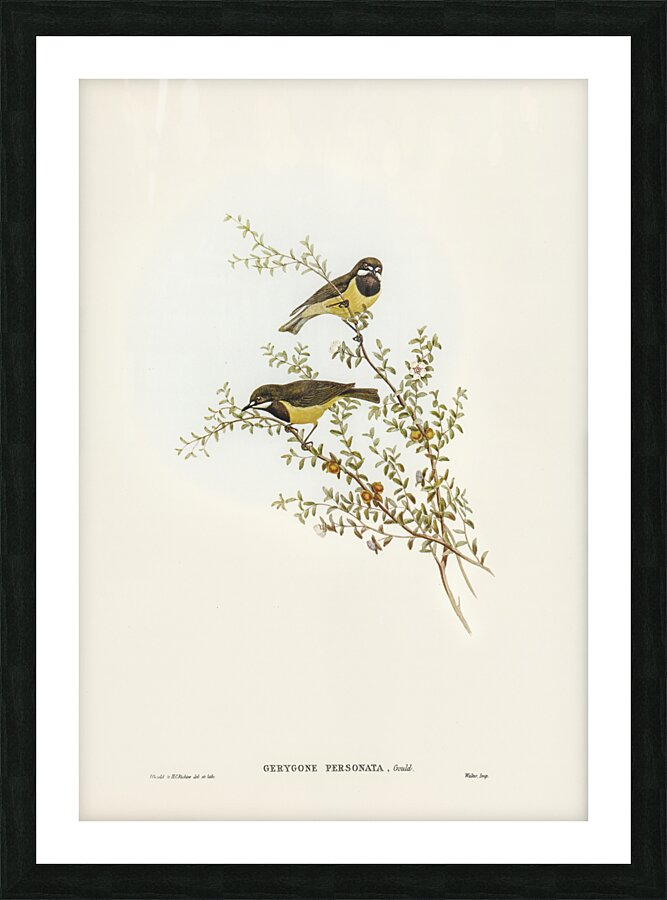 Masked Gerygone Gerygone personata illustrated by Elizabeth Gould 1804–1841 for John Gould’s 1804-1881 Birds of Australia  Picture Frame print