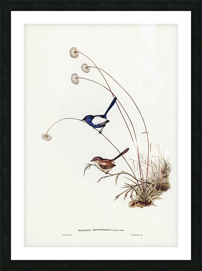 White-winged Wren Malurus leucopterus illustrated by Elizabeth Gould 1804–1841 for John Gould’s 1804-1881 Birds of Australia  Picture Frame print