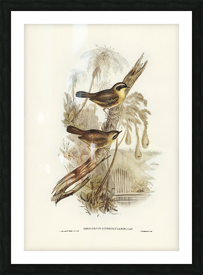 Yellow-throated Sericornis Sericornis citreogularis illustrated by Elizabeth Gould 1804–1841 for John Gould’s 1804-1881 Birds of Australia  Picture Frame print