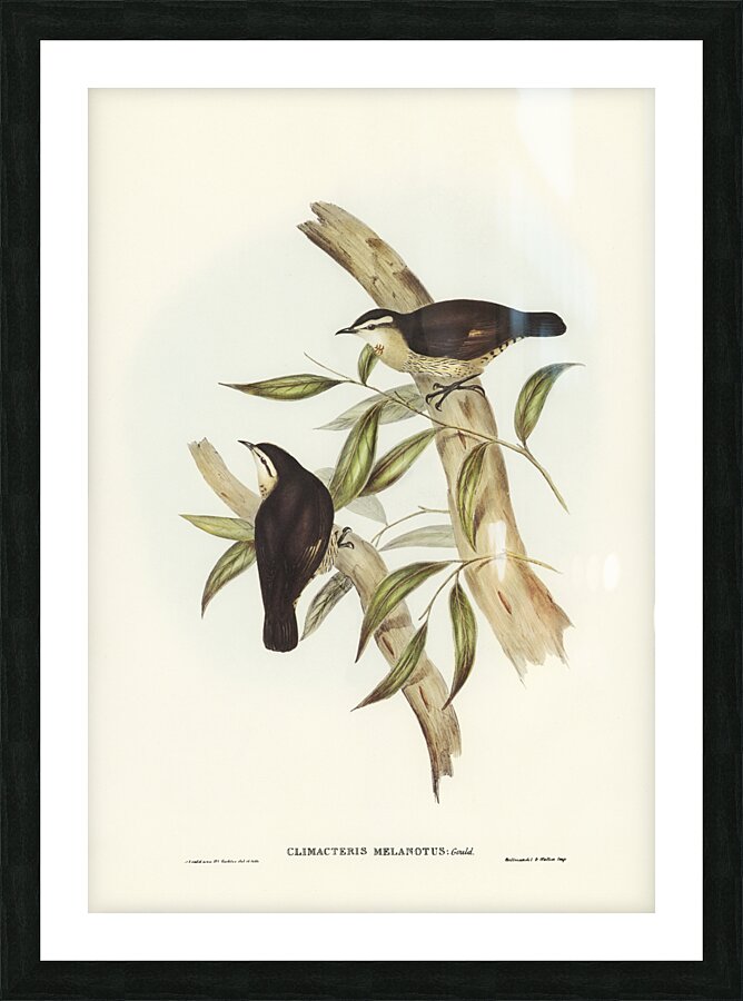 Black-backed Tree-Creeper Climacteris melanotus illustrated by Elizabeth Gould 1804–1841 for John Gould’s 1804-1881 Birds of Australia  Picture Frame print