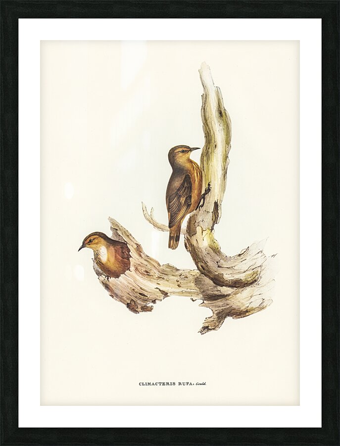 Rufous Tree-Creeper Climacteris rufa illustrated by Elizabeth Gould 1804–1841 for John Gould’s 1804-1881 Birds of Australia  Picture Frame print