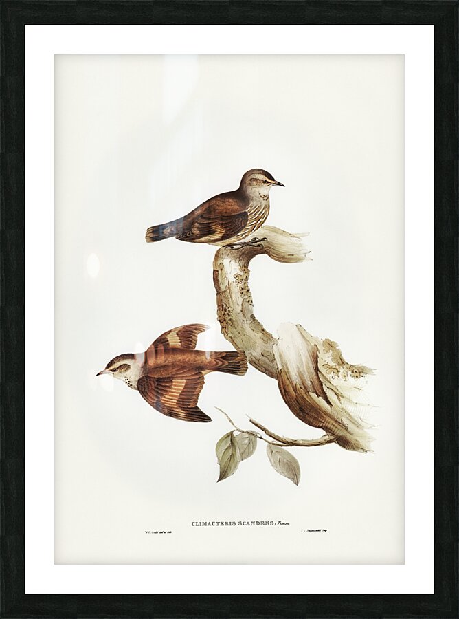 Brown Tree-Creeper Climacteris scandens illustrated by Elizabeth Gould 1804–1841 for John Gould’s 1804-1881 Birds of Australia  Picture Frame print
