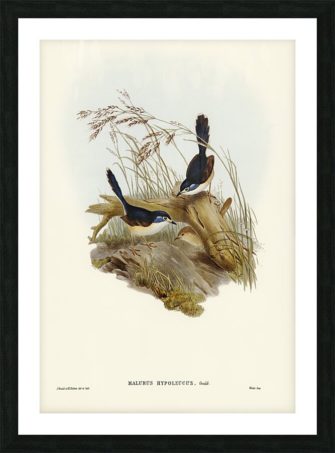 Fawn-breasted Superb Warbler Malurus hypoleucus illustrated by Elizabeth Gould 1804–1841 for John Gould’s 1804-1881 Birds of Australia  Picture Frame print