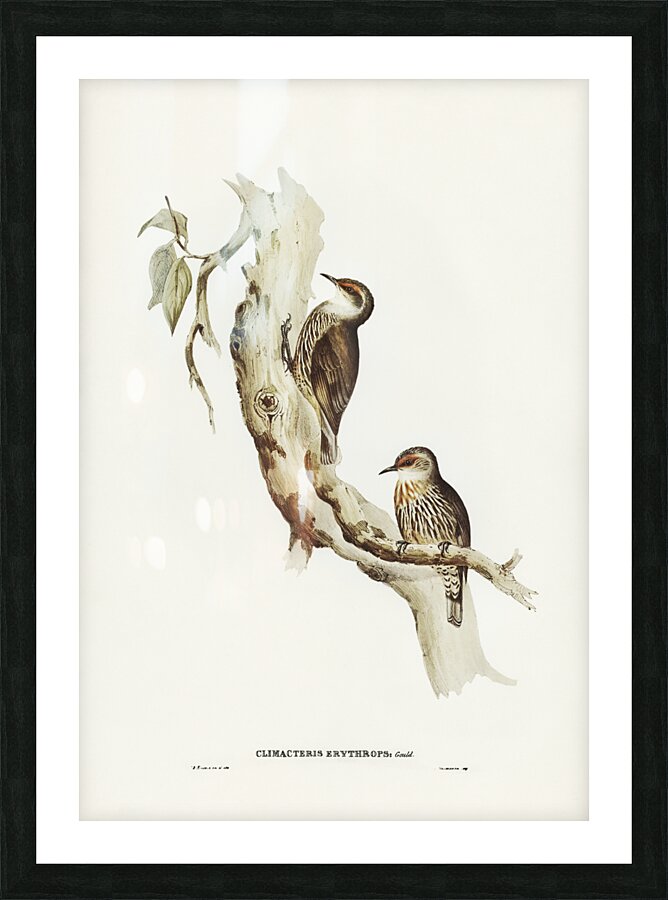 Red-eyebrowed Tree-Creeper Climacteris crythrops illustrated by Elizabeth Gould 1804–1841 for John Gould’s 1804-1881 Birds of Australia  Picture Frame print