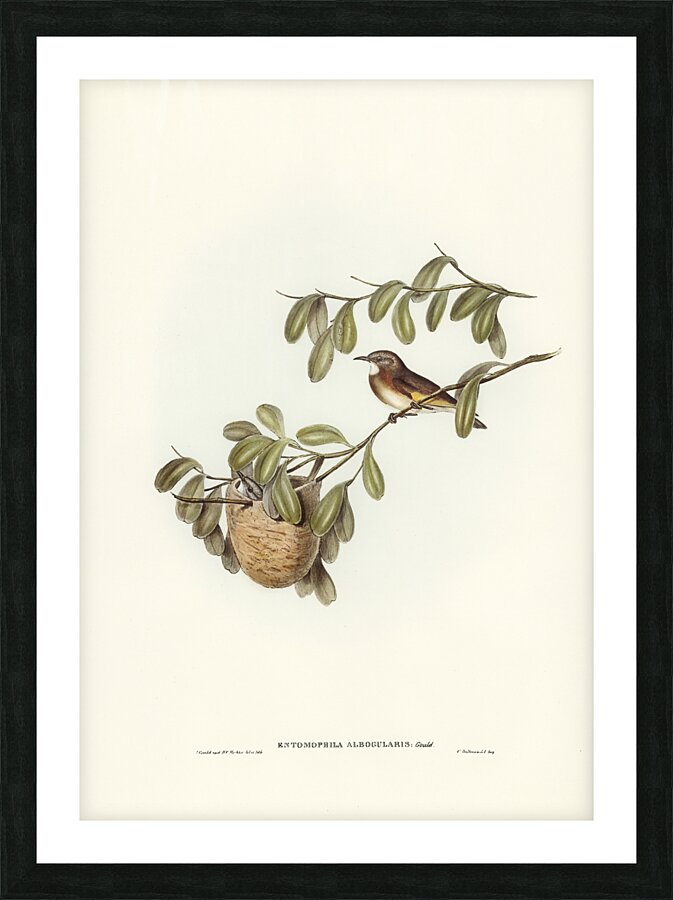 White-throated Honey-eater Entomophila albogularis illustrated by Elizabeth Gould 1804–1841 for John Gould’s 1804-1881 Birds of Australia  Picture Frame print