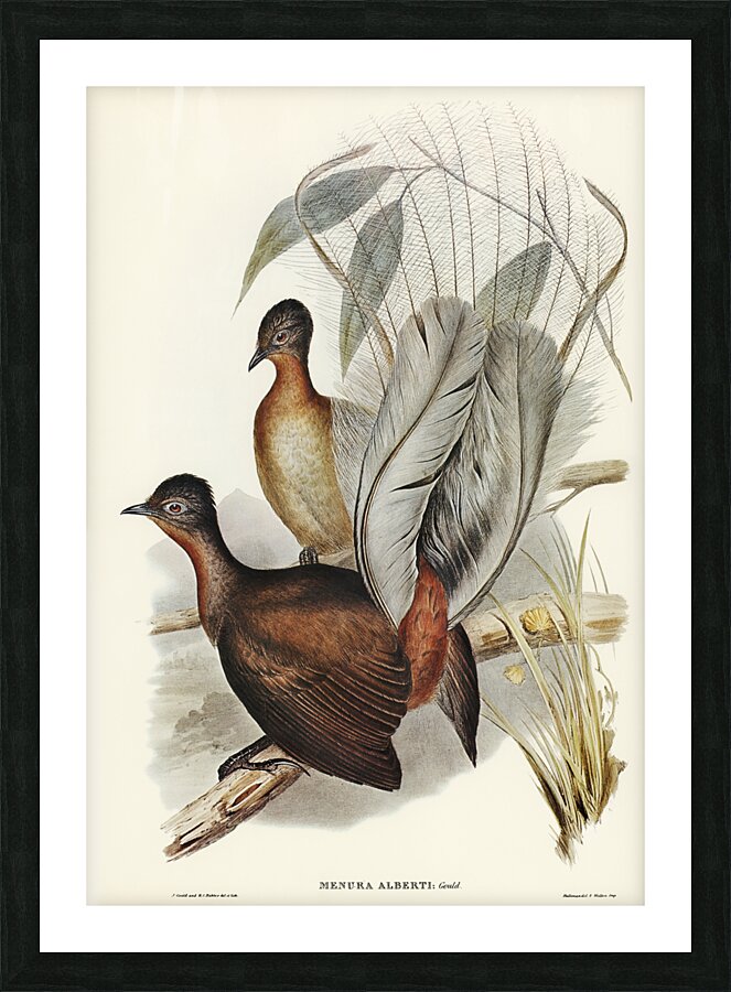 Albert Lyre-Bird Menura Alberti illustrated by Elizabeth Gould 1804–1841 for John Gould’s 1804-1881 Birds of Australia  Picture Frame print