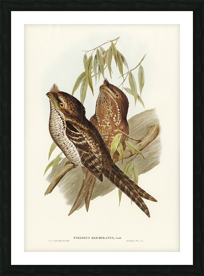 Marbled Podargus Podargus marmoratus illustrated by Elizabeth Gould 1804–1841 for John Gould’s 1804-1881 Birds of Australia  Picture Frame print
