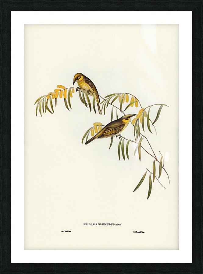 Plumed Honey-eater Ptilotis plumulus illustrated by Elizabeth Gould 1804–1841 for John Gould’s 1804-1881 Birds of Australia  Picture Frame print