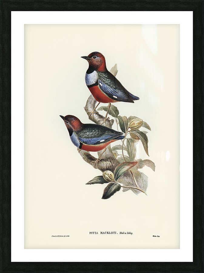 Macklot&39s Pitta Pitta Mackloti illustrated by Elizabeth Gould 1804–1841 for John Gould’s 1804-1881 Birds of Australia  Picture Frame print