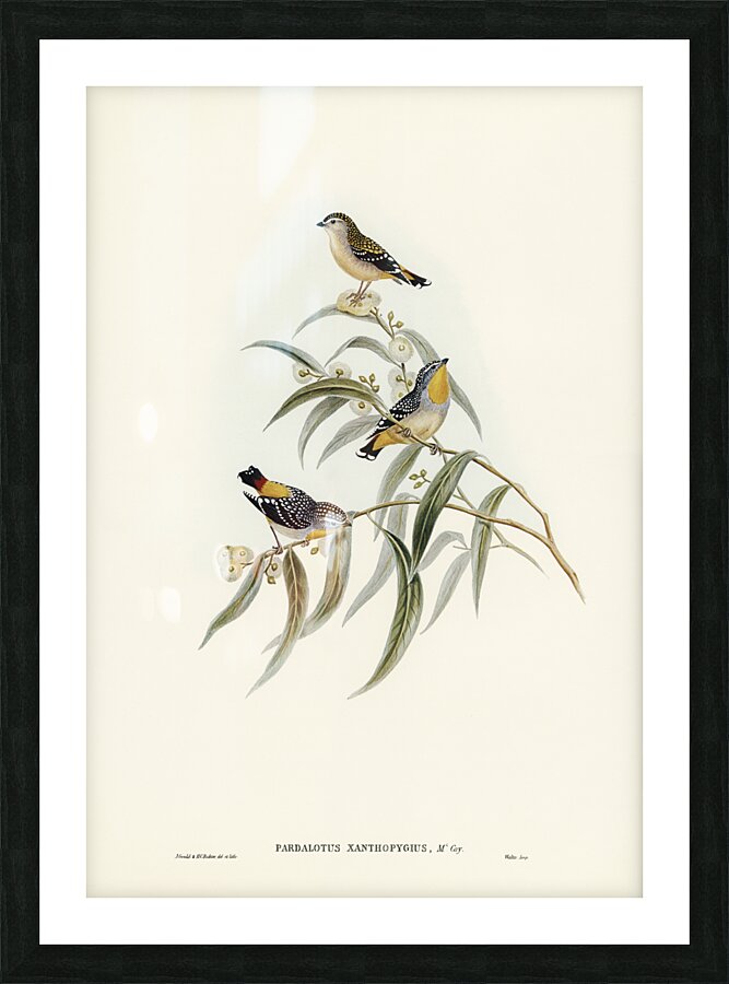 Cockerells Honey-eater Ptilotis Cockerelli illustrated by Elizabeth Gould 1804–1841 for John Gould’s 1804-1881 Birds of Australia  Picture Frame print