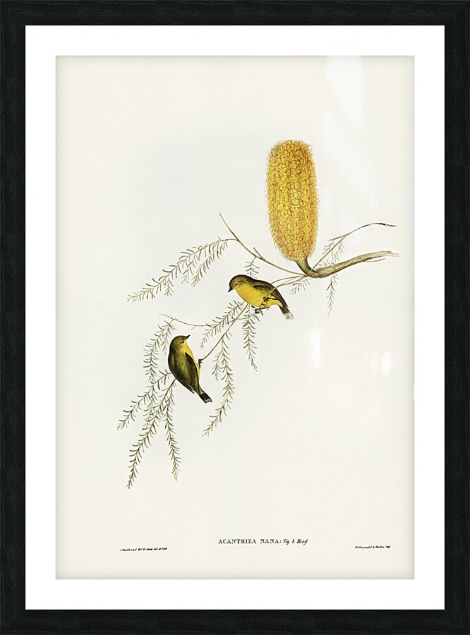 Little Acanthiza Acanthiza nana illustrated by Elizabeth Gould 1804–1841 for John Gould’s 1804-1881 Birds of Australia  Picture Frame print