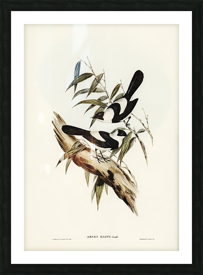 Kaups Flycatcher Arses Kaupi illustrated by Elizabeth Gould 1804–1841 for John Gould’s 1804-1881 Birds of Australia  Picture Frame print