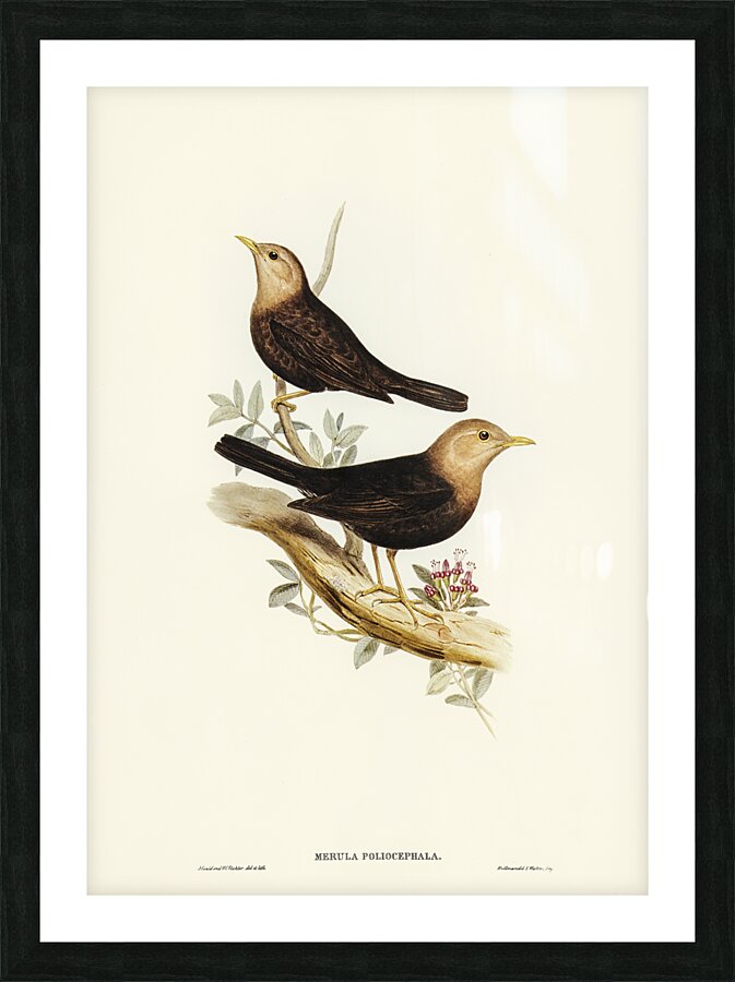 Grey-headed Blackbird Merula poliocephala illustrated by Elizabeth Gould 1804–1841 for John Gould’s 1804-1881 Birds of Australia  Picture Frame print