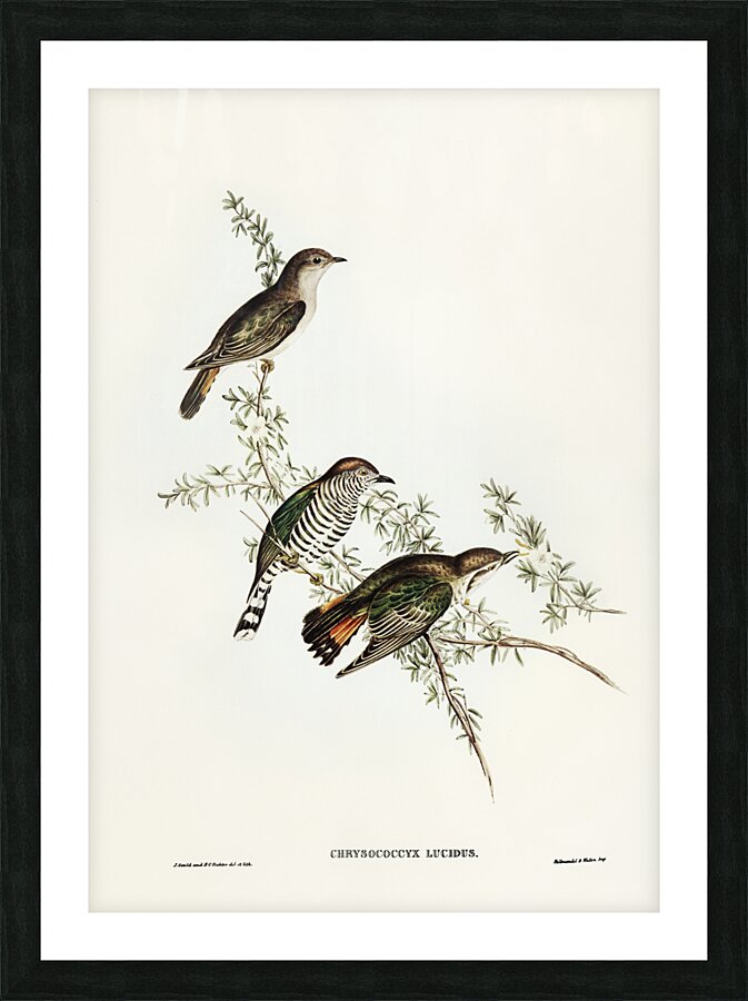 Shining Cuckoo Chrysococcyx lucidus illustrated by Elizabeth Gould 1804–1841 for John Gould’s 1804-1881 Birds of Australia  Picture Frame print