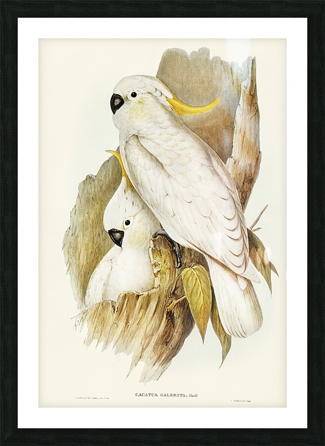 Crested Cockatoo Cacatua galerita illustrated by Elizabeth Gould 1804–1841 for John Gould’s 1804-1881 Birds of Australia  Picture Frame print