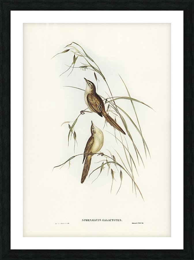 Crested Cockatoo Cacatua galerita illustrated by Elizabeth Gould 1804–1841 for John Gould’s 1804-1881 Birds of Australia  Picture Frame print