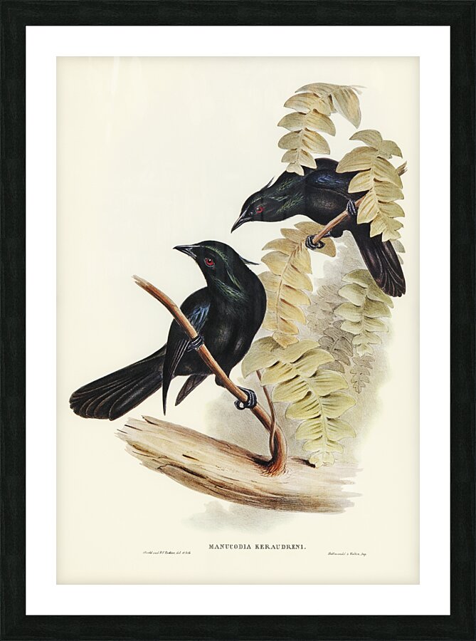 Keraudrens Crow-Shrike Manucodia Keraudreni illustrated by Elizabeth Gould 1804–1841 for John Gould’s 1804-1881 Birds of Australia  Picture Frame print