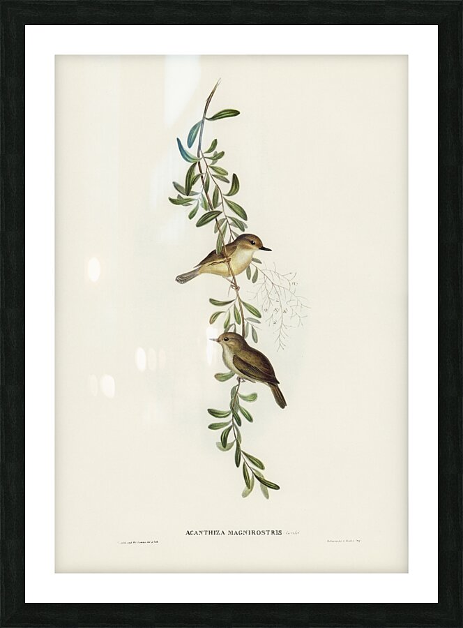 Large-billed Sericornis Sericornis magnirostris illustrated by Elizabeth Gould 1804–1841 for John Gould’s 1804-1881 Birds of Australia  Picture Frame print