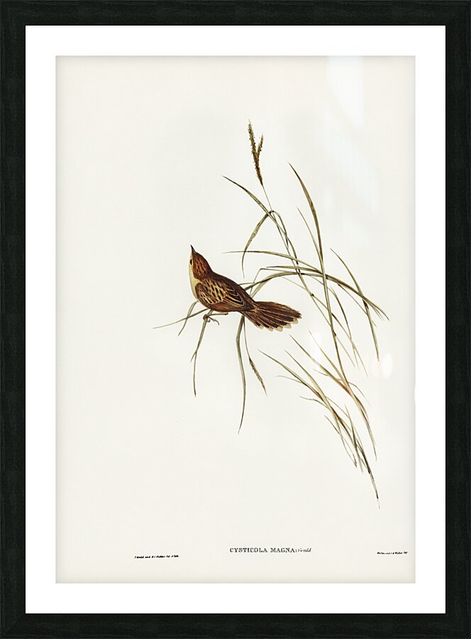 Large-billed Sericornis Sericornis magnirostris illustrated by Elizabeth Gould 1804–1841 for John Gould’s 1804-1881 Birds of Australia  Picture Frame print