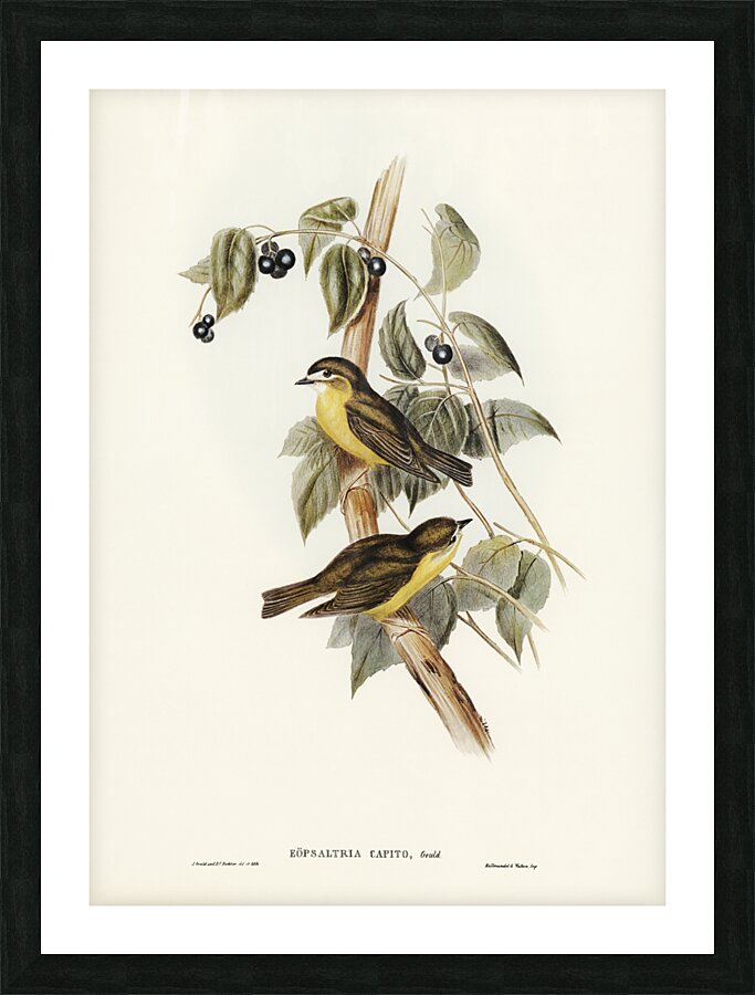 Large-headed Robin Eopsaltria capito illustrated by Elizabeth Gould 1804–1841 for John Gould’s 1804-1881 Birds of Australia  Picture Frame print