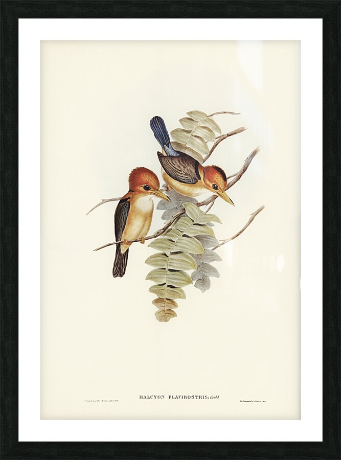 Yellow-billed Kingfisher Halcyon flavirostris illustrated by Elizabeth Gould 1804–1841 for John Gould’s 1804-1881 Birds of Australia  Picture Frame print