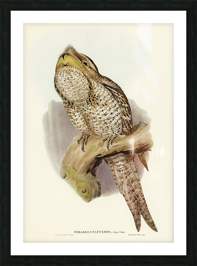 Papuan Podargus Podargus Papuensis illustrated by Elizabeth Gould 1804–1841 for John Gould’s 1804-1881 Birds of Australia  Picture Frame print