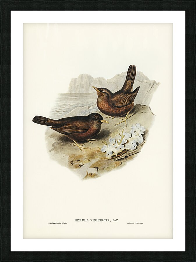 Vinous-tinted Blackbird Merula vinitincta illustrated by Elizabeth Gould 1804–1841 for John Gould’s 1804-1881 Birds of Australia  Picture Frame print