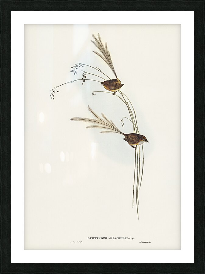 Emu Wren tipiturus malachurus illustrated by Elizabeth Gould 1804–1841 for John Gould’s 1804-1881 Birds of Australia  Picture Frame print