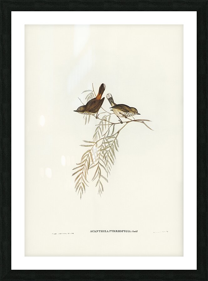 Red-rumped Acanthiza Acanthiza pyrrhopygia illustrated by Elizabeth Gould 1804–1841 for John Gould’s 1804-1881 Birds of Australia  Picture Frame print