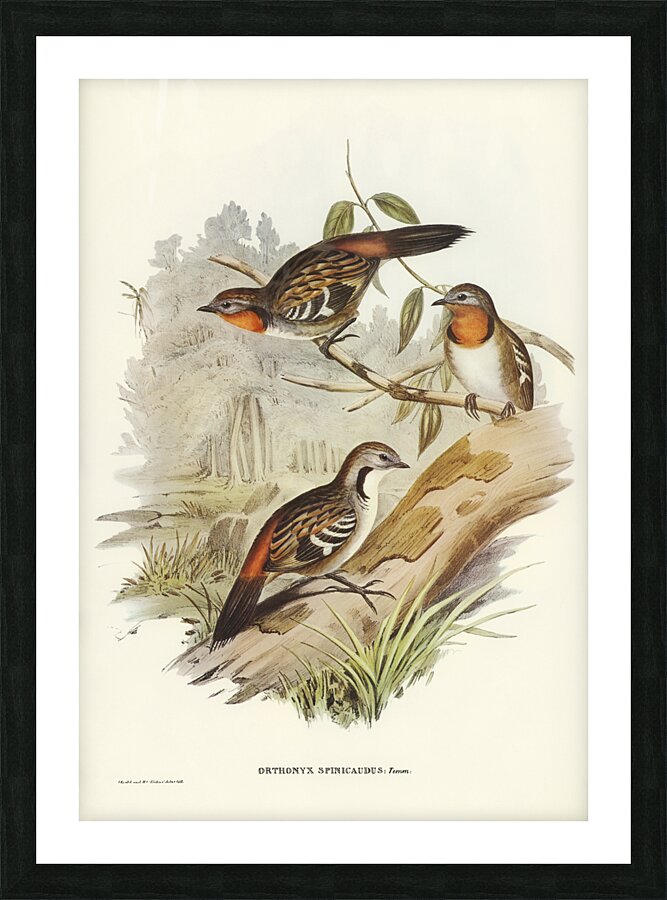 Spine-tailed Orthonyx Orthonyx spinicaudus illustrated by Elizabeth Gould 1804–1841 for John Gould’s 1804-1881 Birds of Australia  Picture Frame print