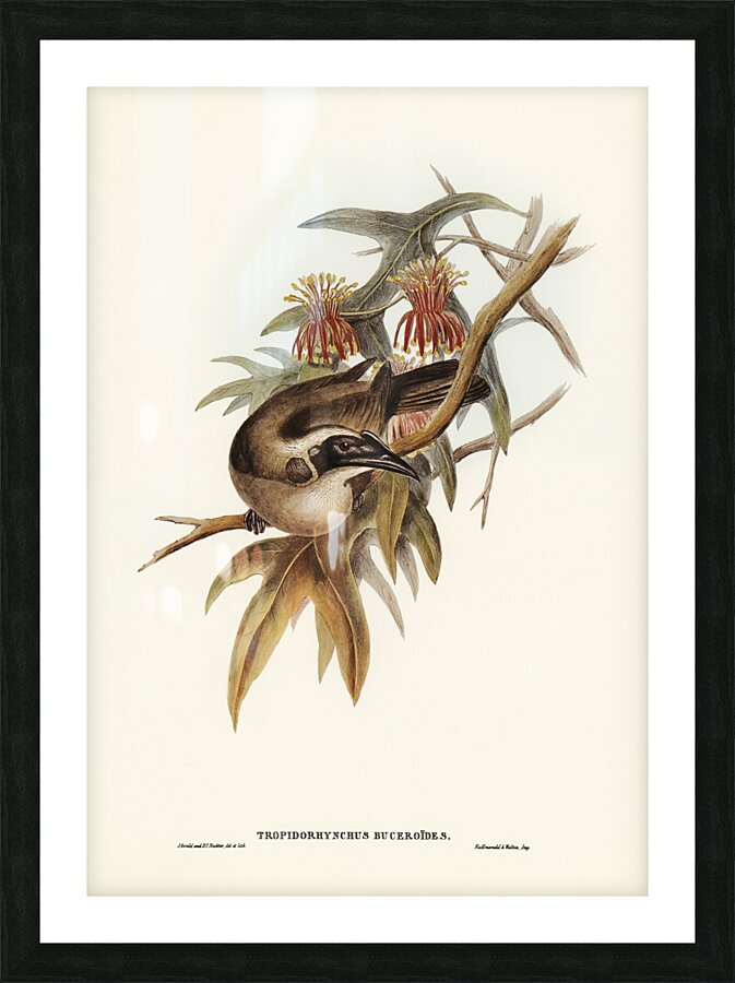 Helmeted Honey-eater Tropidorhynchus Buceroides illustrated by Elizabeth Gould 1804–1841 for John Gould’s 1804-1881 Birds of Australia  Picture Frame print