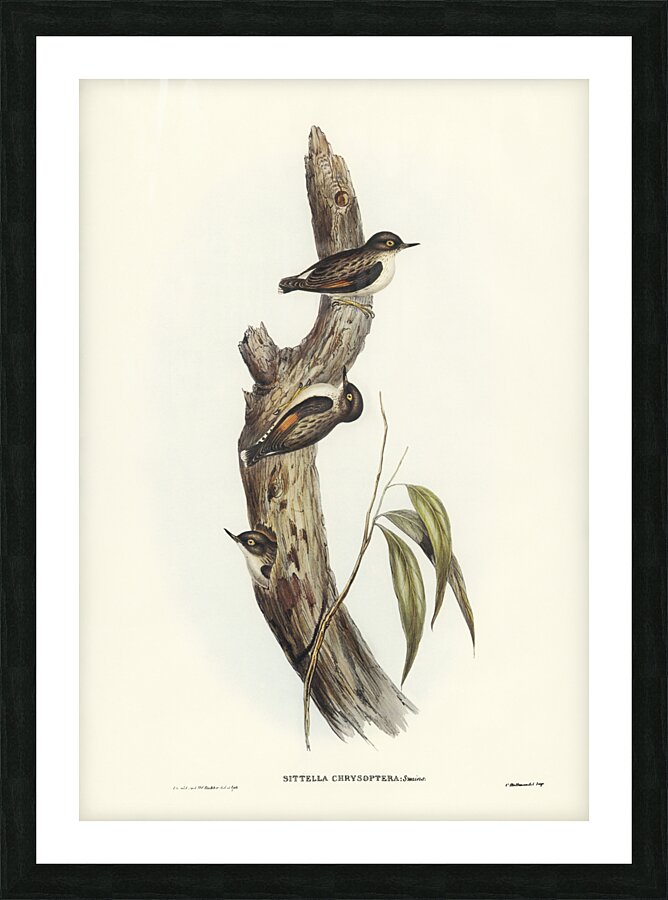 Orange-winged Sittella Sittella chrysoptera illustrated by Elizabeth Gould 1804–1841 for John Gould’s 1804-1881 Birds of Australia  Picture Frame print