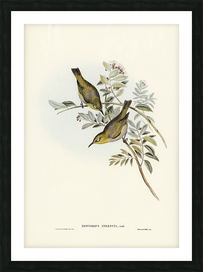 Robust Zosterops Zosterops strenuus illustrated by Elizabeth Gould 1804–1841 for John Gould’s 1804-1881 Birds of Australia  Picture Frame print