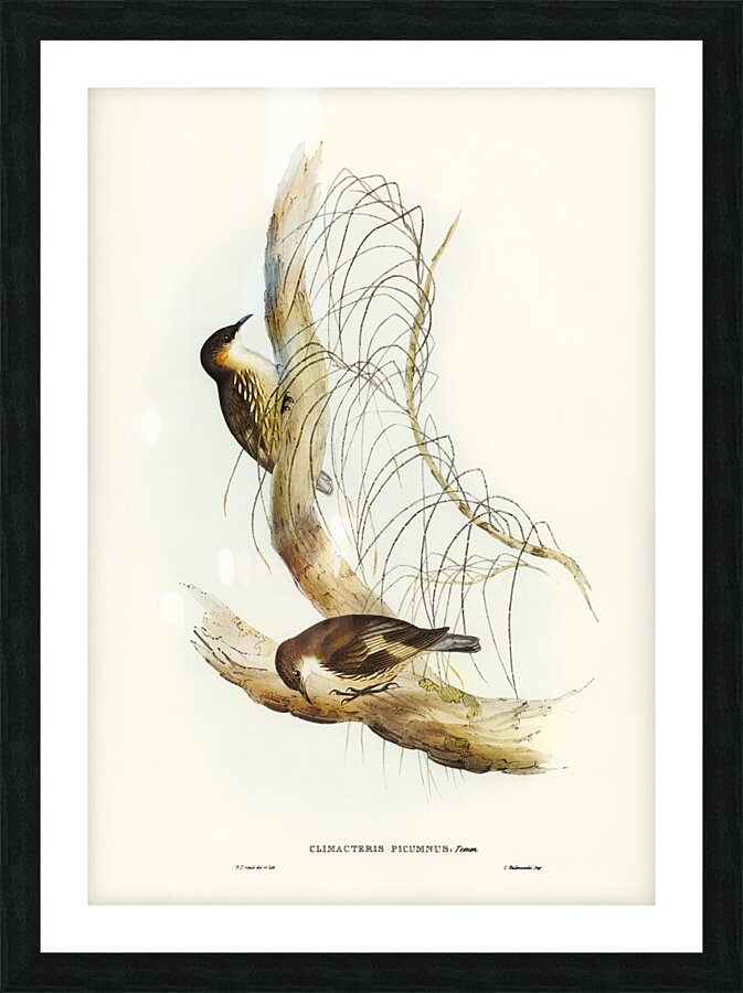 Robust Zosterops Zosterops strenuus illustrated by Elizabeth Gould 1804–1841 for John Gould’s 1804-1881 Birds of Australia  Picture Frame print