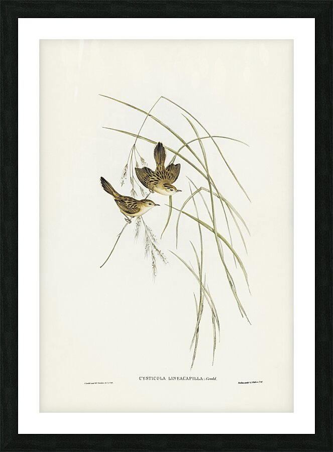 Lineated Warbler Cysticola lineocapilla illustrated by Elizabeth Gould 1804–1841 for John Gould’s 1804-1881 Birds of Australia  Picture Frame print