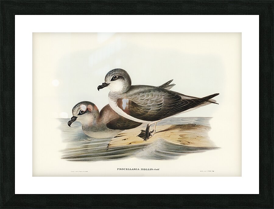 Soft-plumaged Petrel Procellaria mollis illustrated by Elizabeth Gould 1804–1841 for John Gould’s 1804-1881 Birds of Australia  Picture Frame print