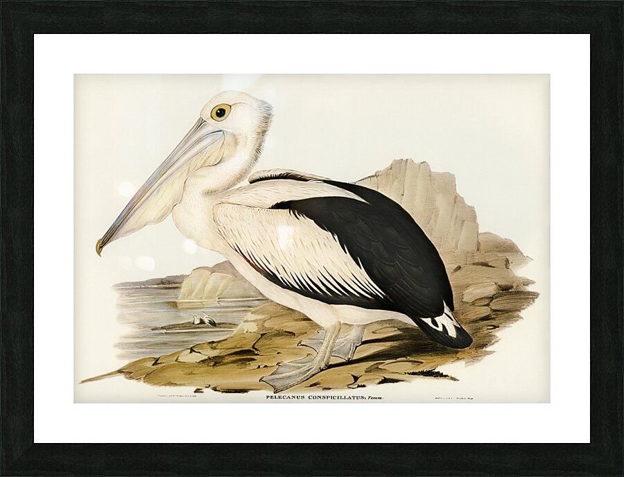 Australian Pelican Pelecanus conspicillatus illustrated by Elizabeth Gould 1804–1841 for John Gould’s 1804-1881 Birds of Australia  Picture Frame print