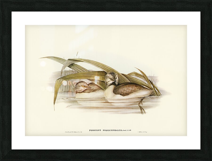 Hoary-headed Grebe Podiceps poliocephalus illustrated by Elizabeth Gould 1804–1841 for John Gould’s 1804-1881 Birds of Australia  Picture Frame print