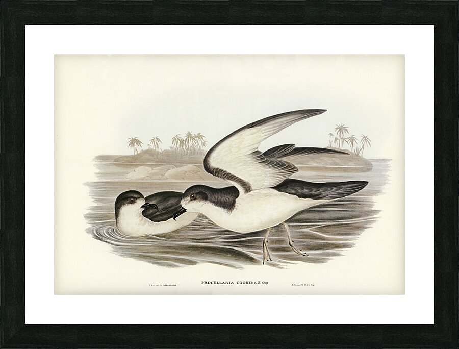 Cooks Petrel Procellaria Cookii illustrated by Elizabeth Gould 1804–1841 for John Gould’s 1804-1881 Birds of Australia  Picture Frame print