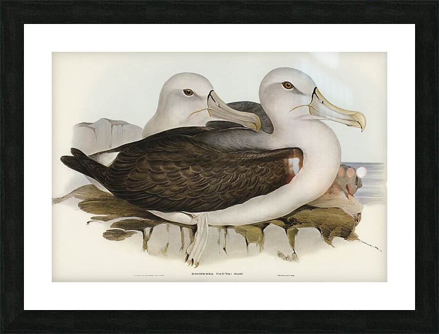 Cautious Albatros Diomedea cauta illustrated by Elizabeth Gould 1804–1841 for John Gould’s 1804-1881 Birds of Australia  Picture Frame print