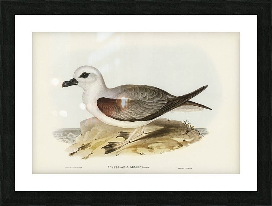 White-headed Petrel Procellaria Lessonii illustrated by Elizabeth Gould 1804–1841 for John Gould’s 1804-1881 Birds of Australia  Picture Frame print
